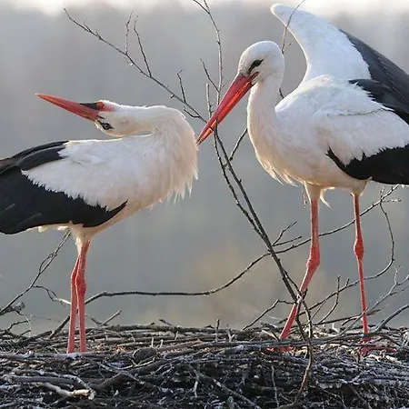 Eljan-centrum Noclegowe Fogadó *